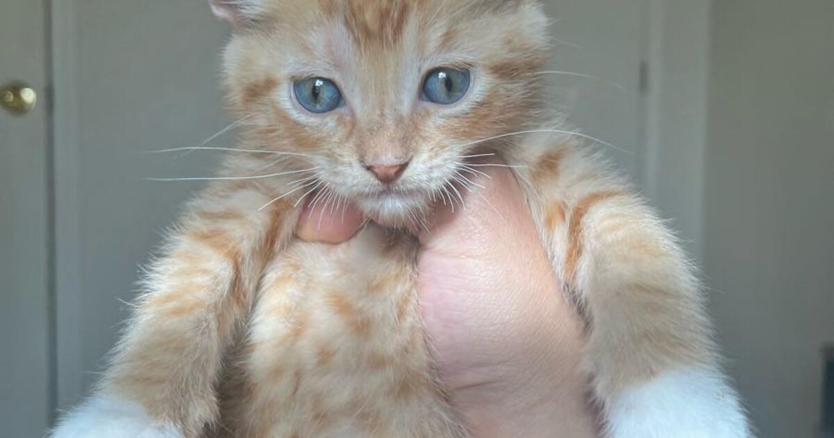 Kittens rehomeing for Free in Killeen, TX For Sale & Free — Nextdoor