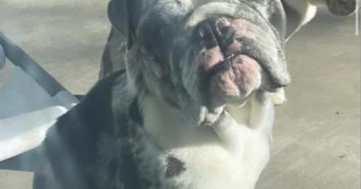 Mini English Bulldog For $1700 In Sacramento, Ca 