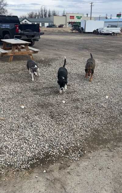 Fetch this deals kennels