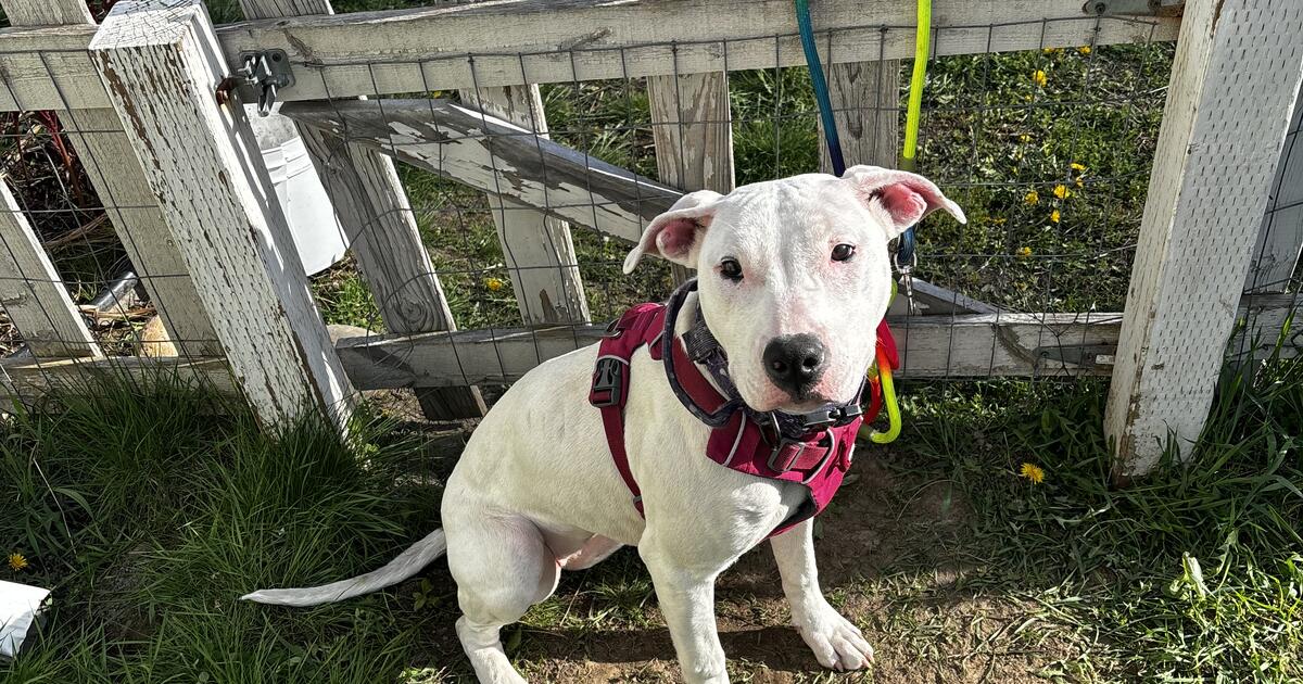 Bull Terrier/Pitbull puppy in WA For Sale & Free — Nextdoor