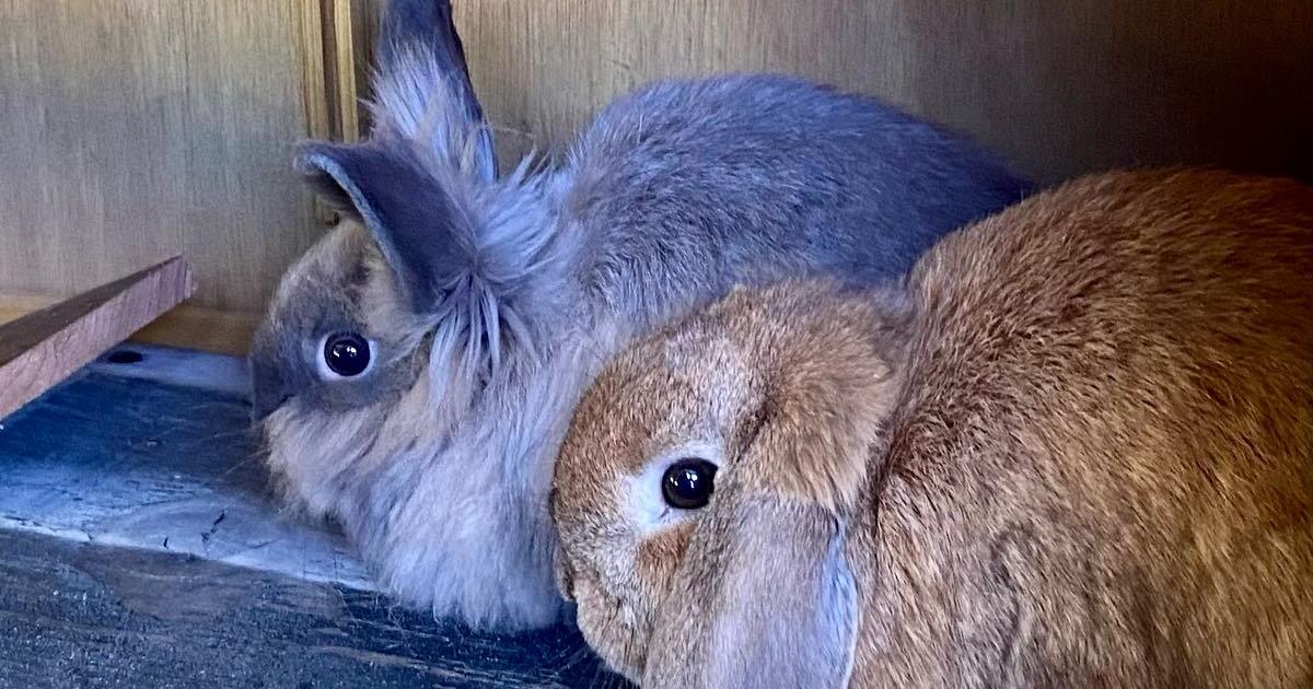 Bunny looking for a wife or 4-H Project for $5 in Ridgefield, WA ...