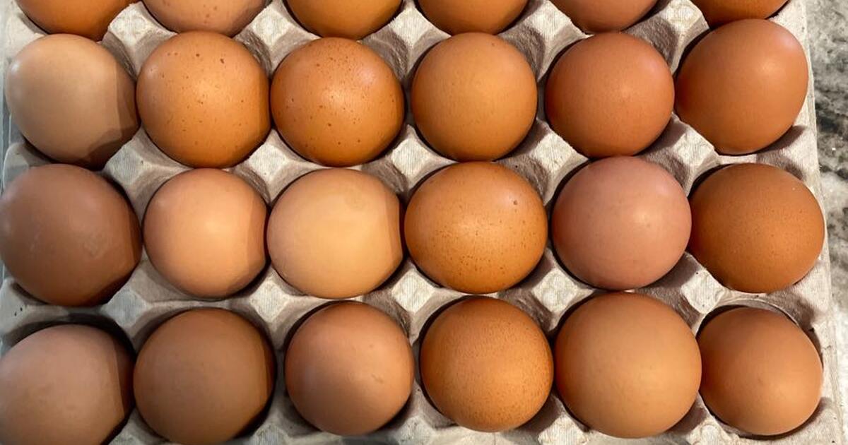 Fresh eggs for 4 in homosassa fl for sale free nextdoor