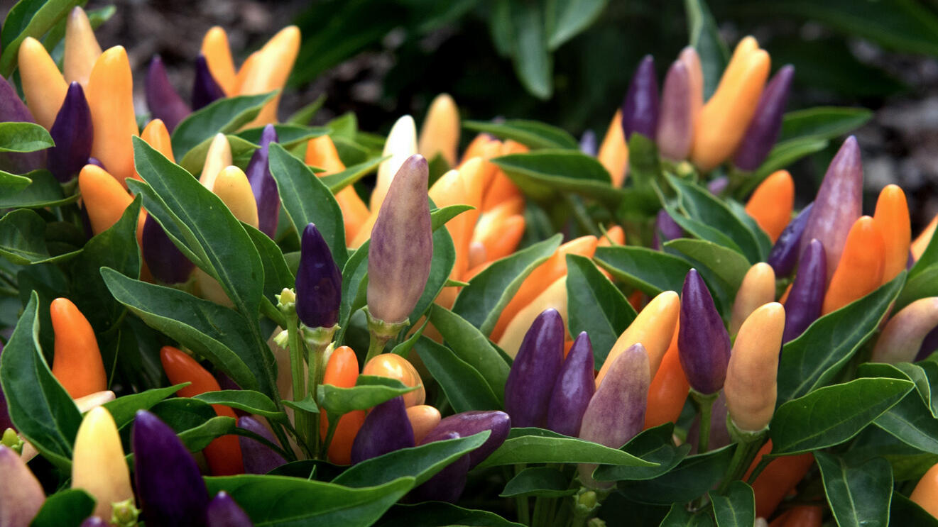 Evening Garden Stroll: "Trial Bed Tasting"