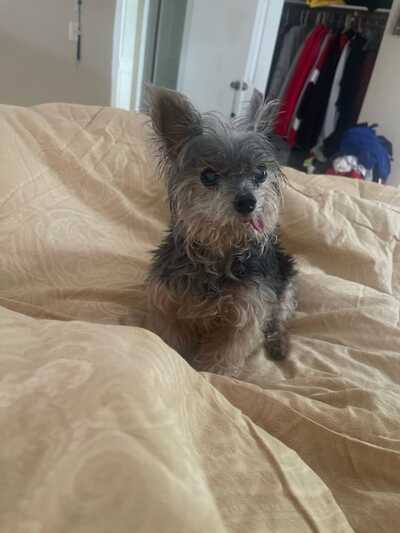 Best friends pet 2024 spa