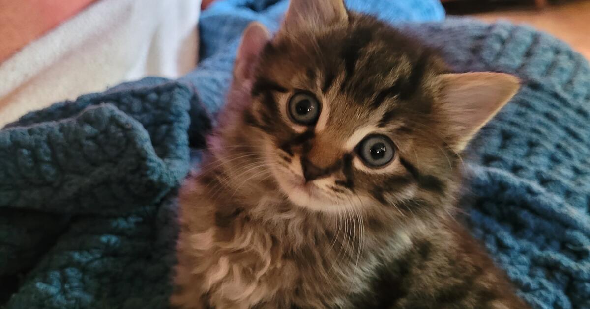 Kittens in Charleston, SC For Sale & Free — Nextdoor