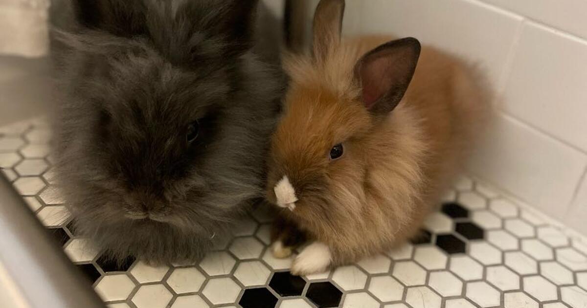 two female bunnies for 100 in Milwaukee, WI Finds — Nextdoor