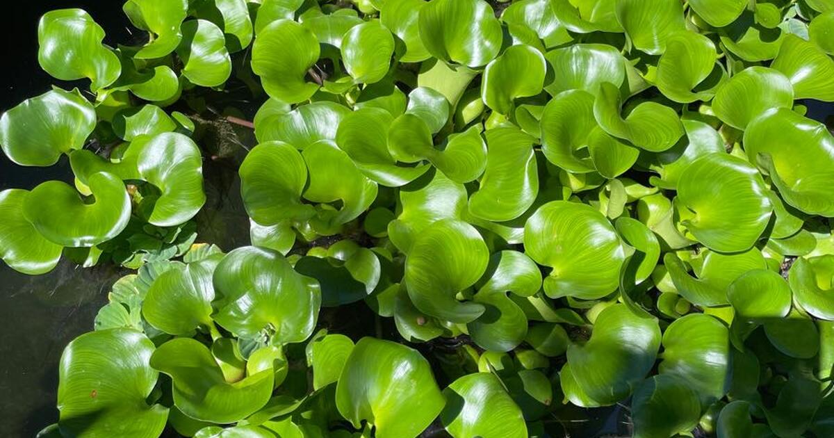 free-water-hyacinth-for-free-in-seattle-wa-for-sale-free-nextdoor