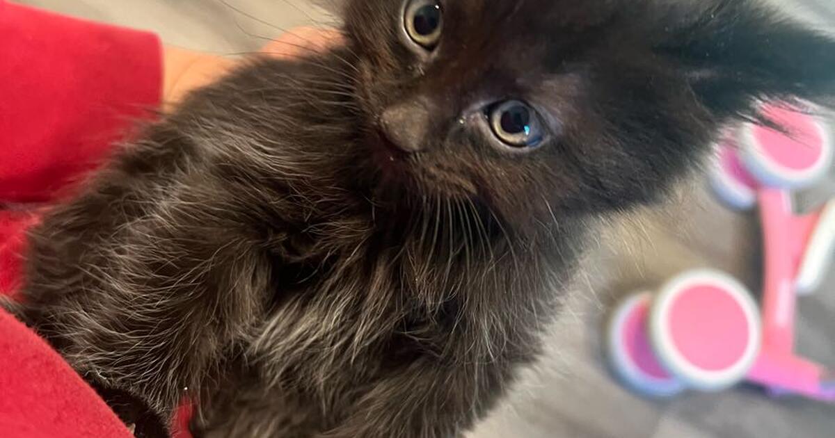 Long Haired Kittens For Free Long Haired Kittens For Free