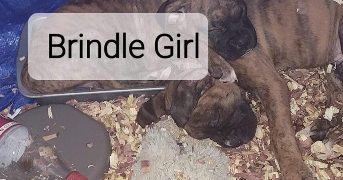 Boxer Puppy in Wichita, KS For Sale & Free — Nextdoor