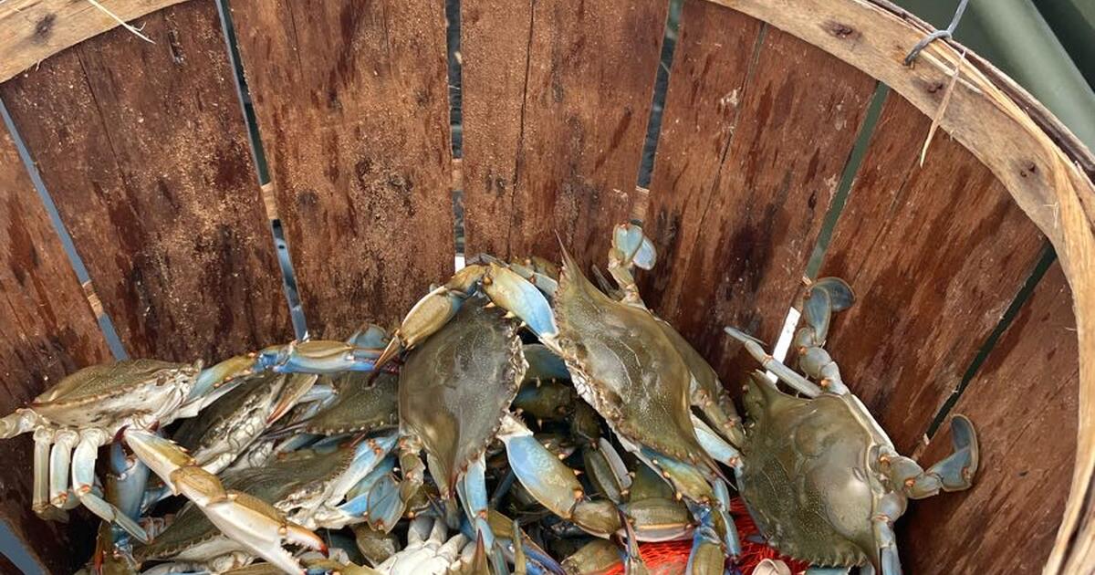Crabs for sale 71 and 72 for 55 in Edgewater, MD Finds — Nextdoor