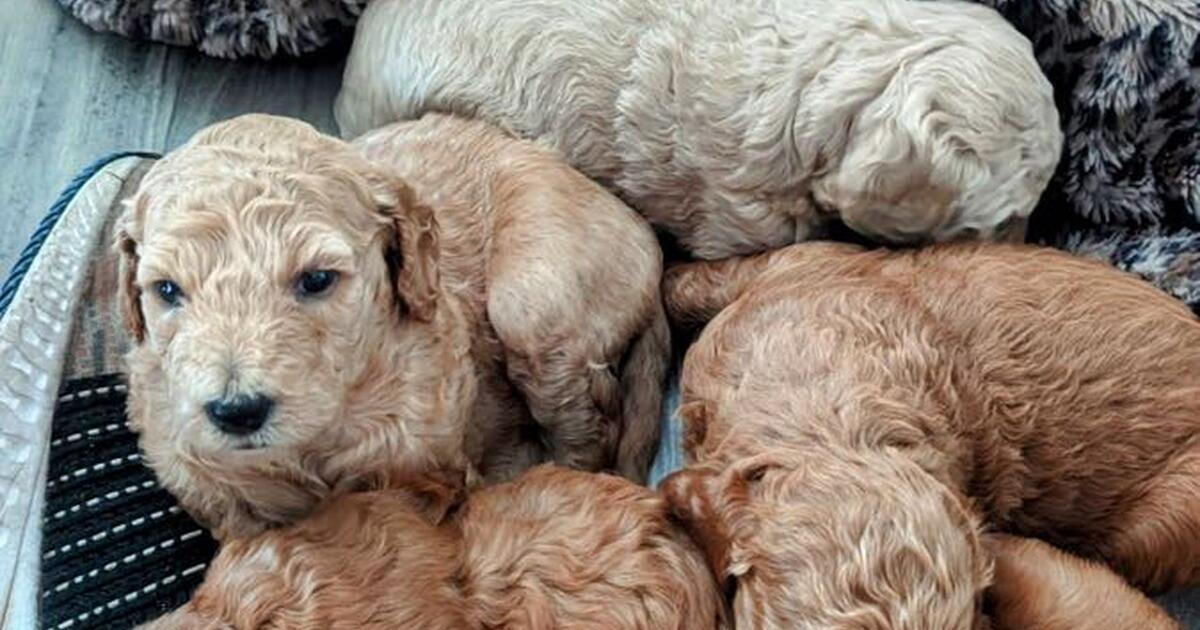 Golden doodle puppies in Shallotte for 1 in Sunset Beach, NC Finds