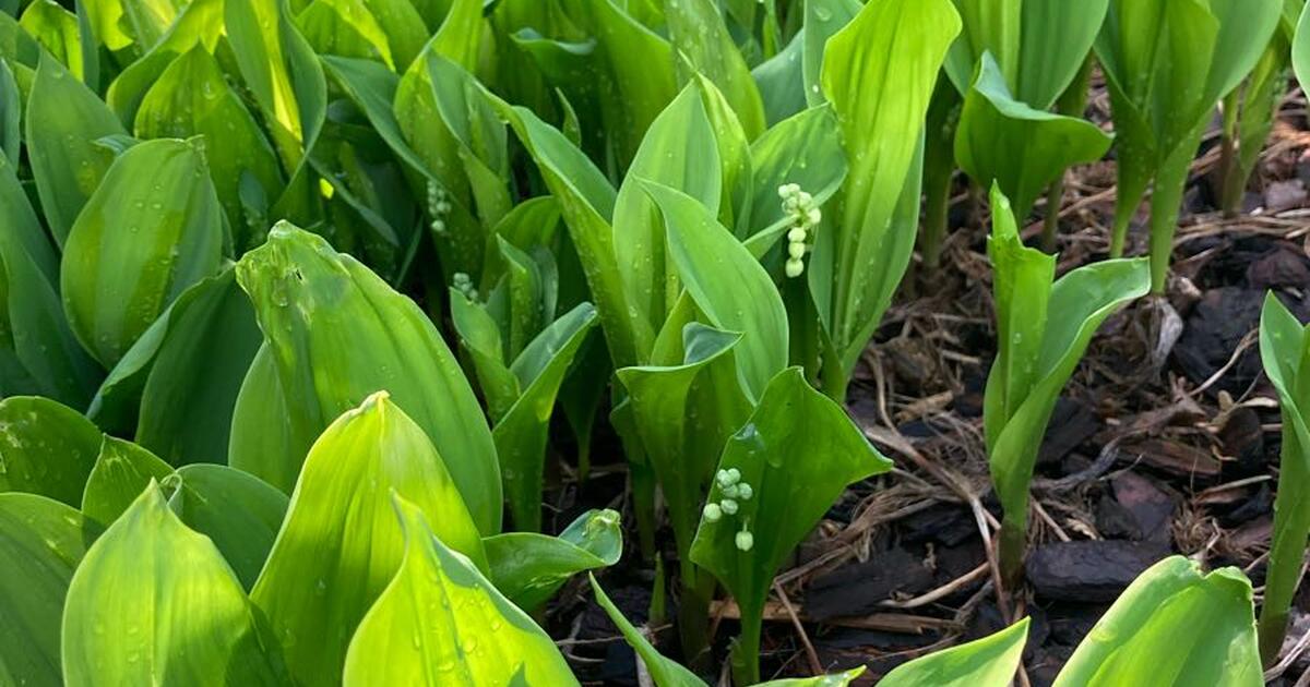 Lily of the valley ground cover for 5 in Allentown, PA Finds — Nextdoor