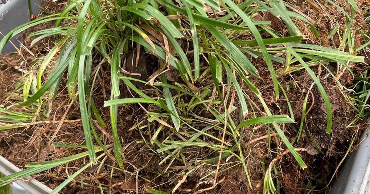 Monkey Grass for Free in Charlotte, NC | For Sale & Free — Nextdoor