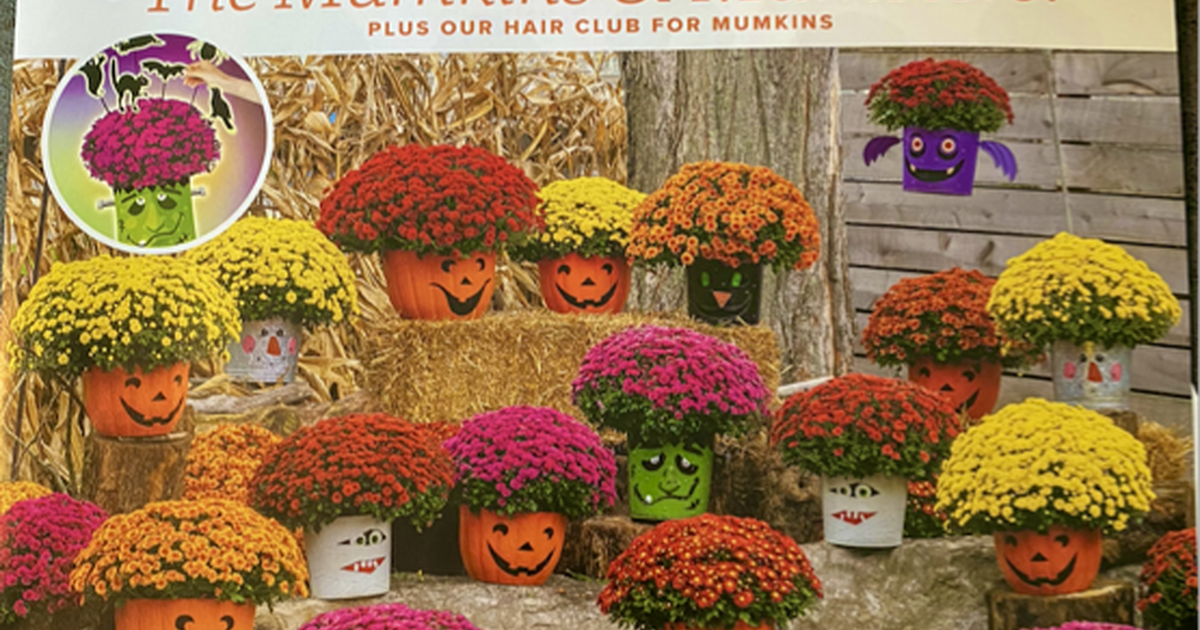 Mumkins mumsters in florence ky for sale free nextdoor