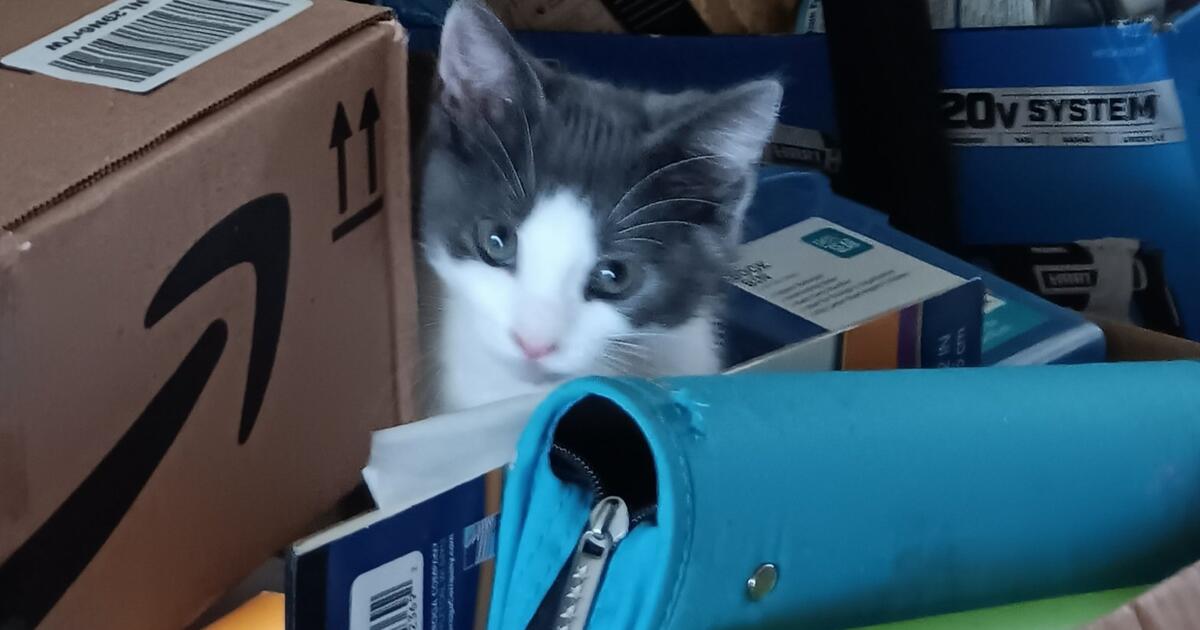 FREE KITTENS BORN 5 31 23 For Free In North Port FL For Sale Free 
