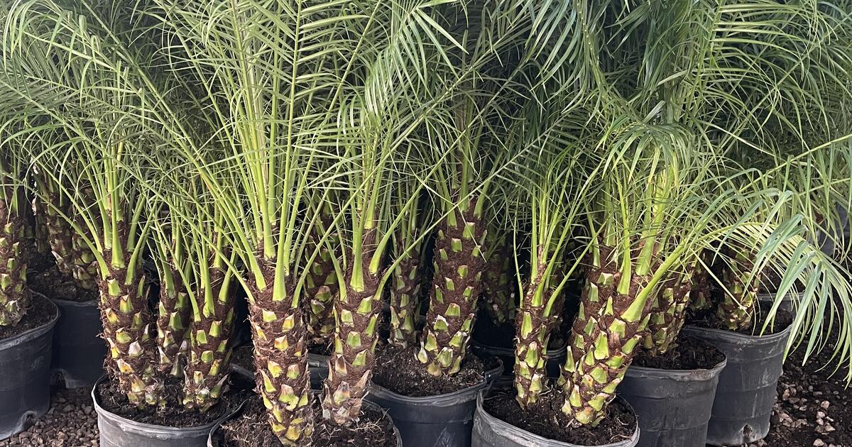Pygmy Palm Tree For Sale