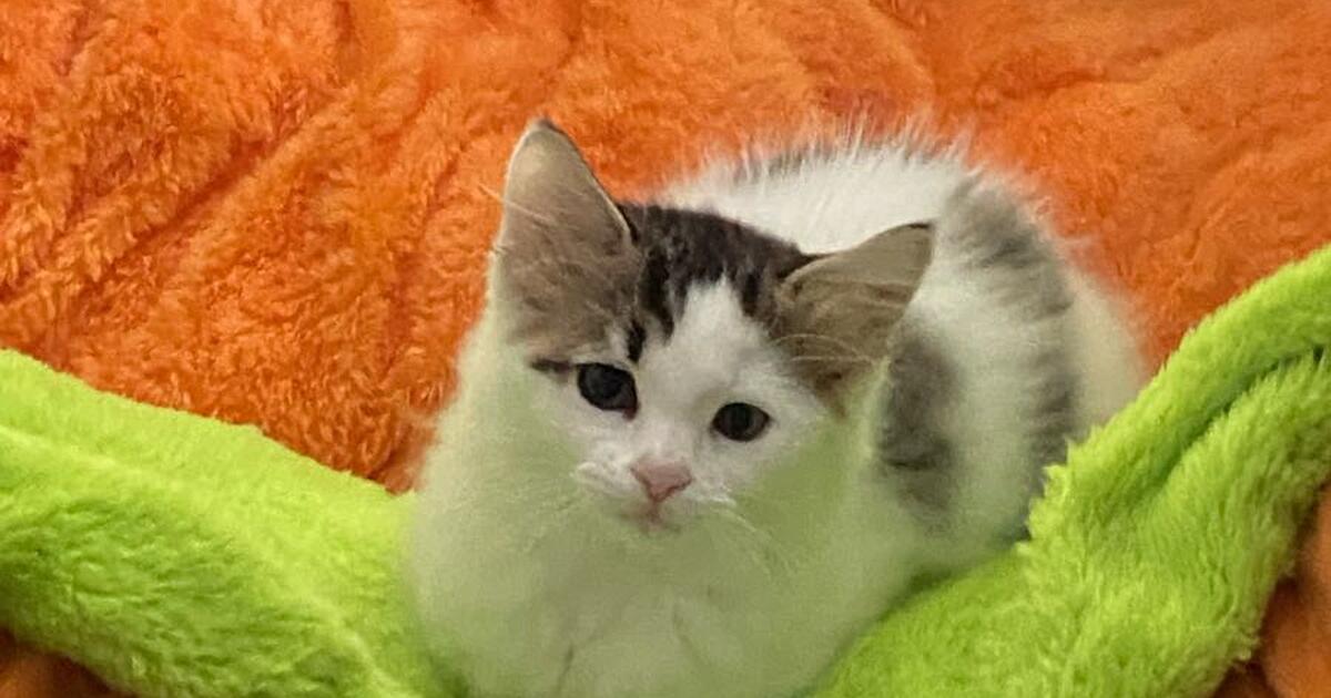 Sell kitten！ for 200 in Monterey Park, CA For Sale & Free — Nextdoor