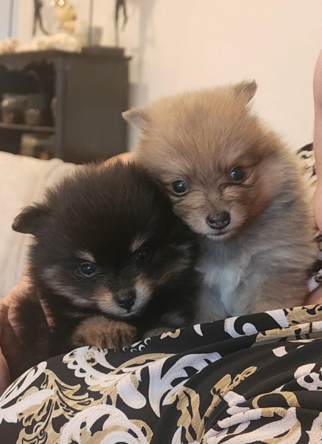 Purebred Throwback Pomeranians in West Valley City, UT For Sale