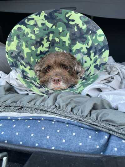 Affordable care animal hospital of deals long beach