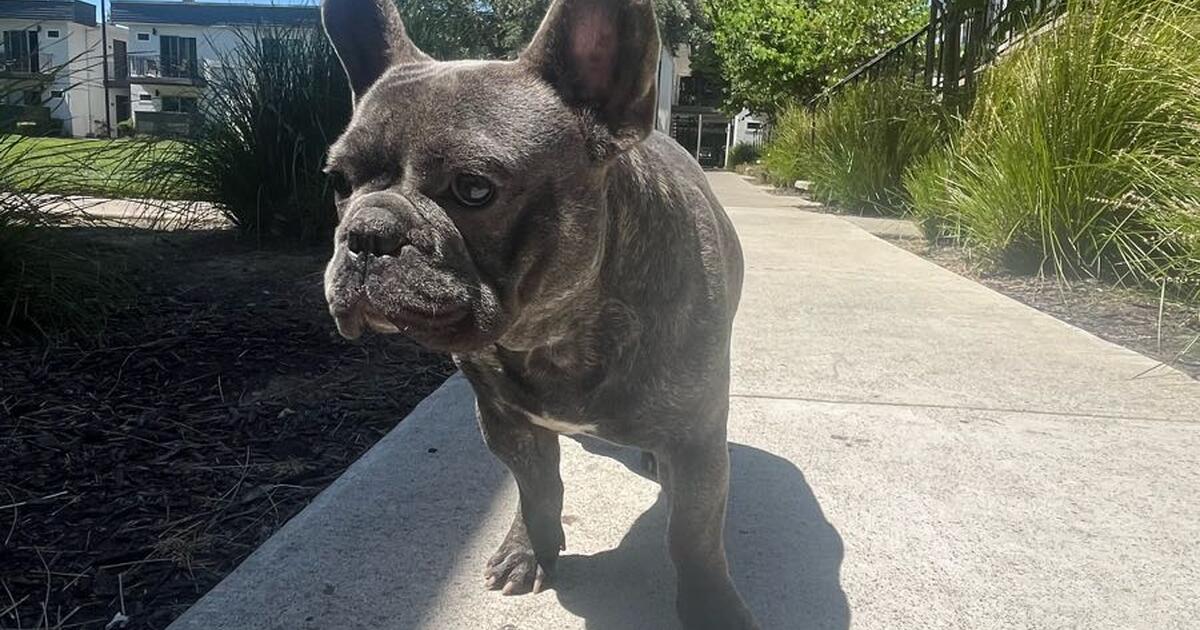 1 year old Frenchie for Free in Orangevale, CA For Sale & Free — Nextdoor