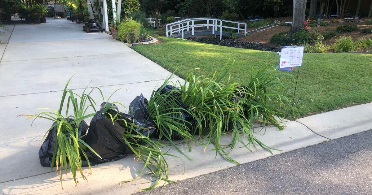 free-day-lilies-for-free-in-charlotte-nc-for-sale-free-nextdoor