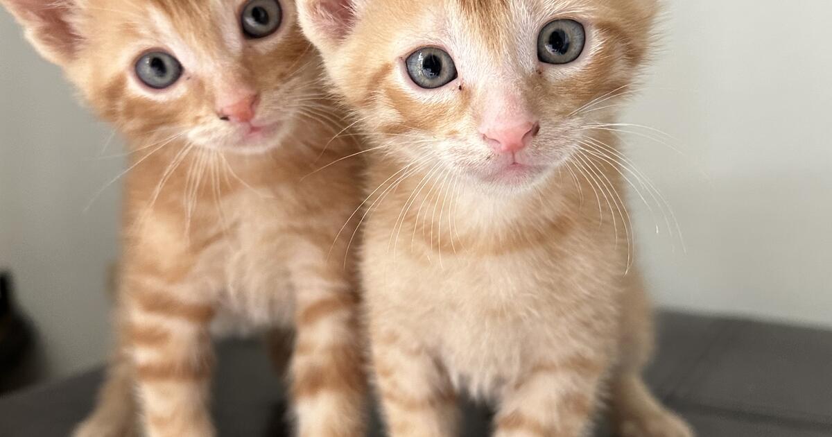 Kittens 150 litter trained and get along with dog for 160 in Gresham