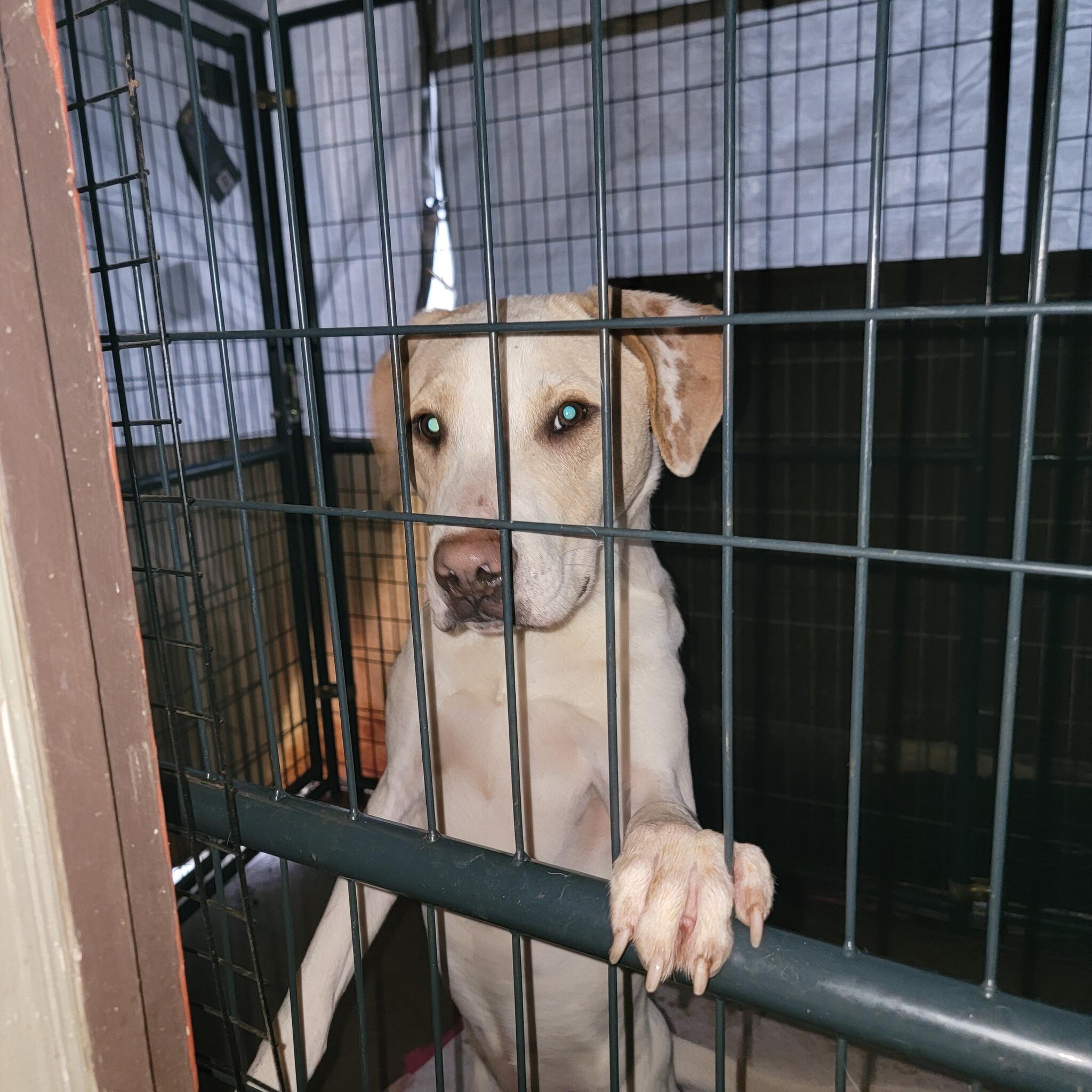 Dogs For Adoption in Conyers, GA For Sale & Free — Nextdoor