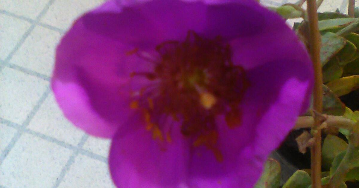 MOSS ROSE PLANTS for 5 in Santa Rosa, CA For Sale & Free — Nextdoor