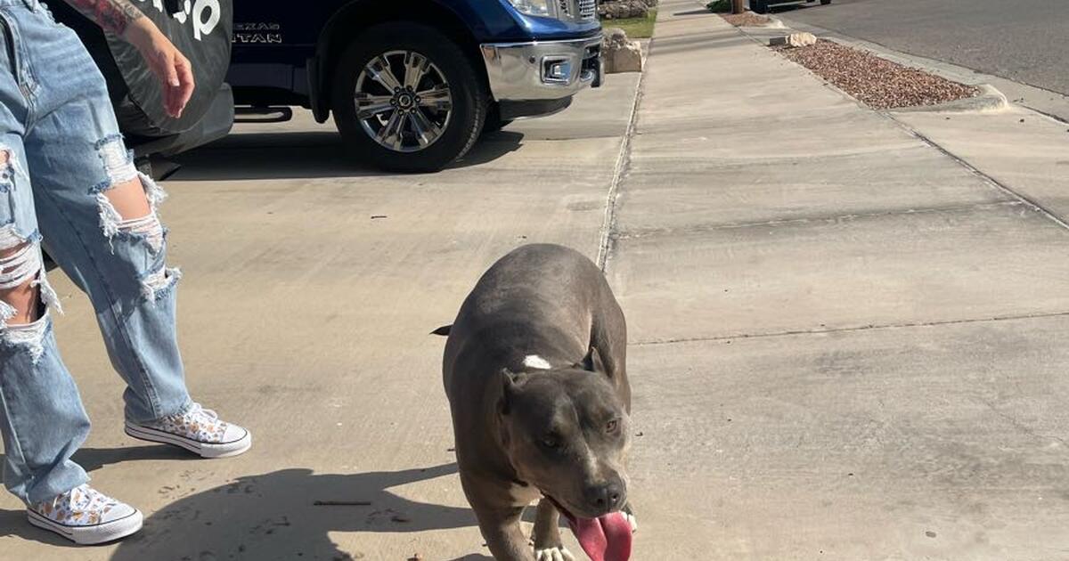 Lost Pitbull For Free In El Paso TX For Sale Free Nextdoor