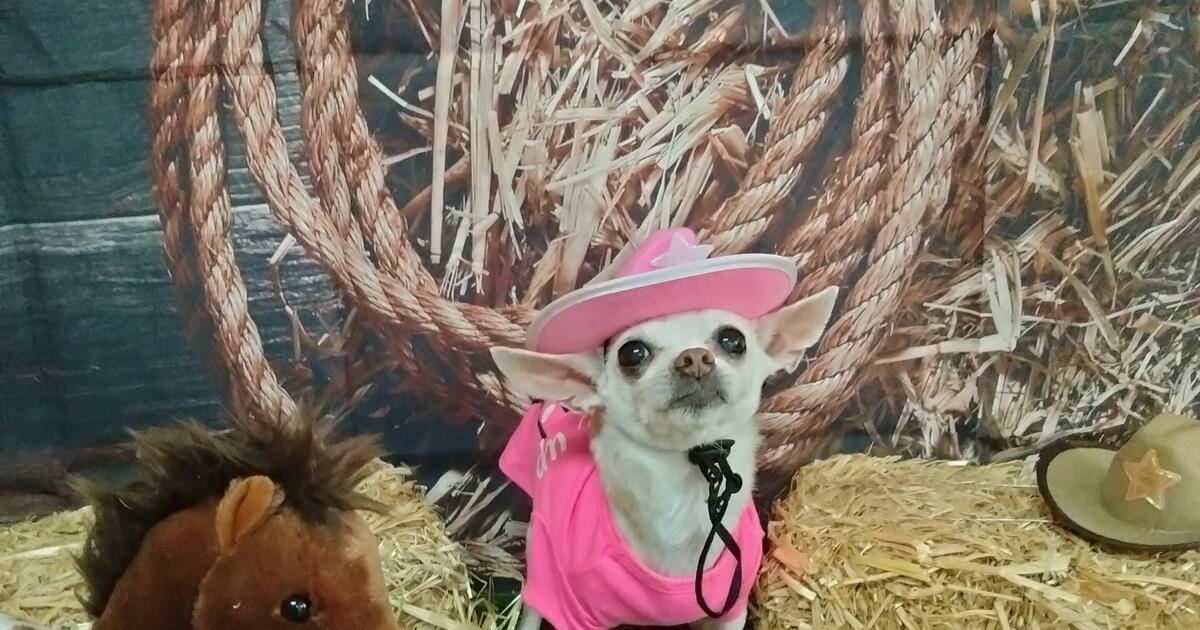 Dog grooming / Precision Groomers in Las Cruces, NM Finds — Nextdoor