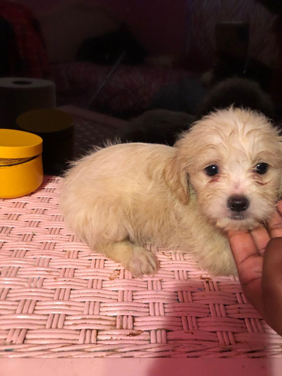 Free puppies 1/2 toy poodle1/2 beagle. for Free in Arlington, TX | For ...