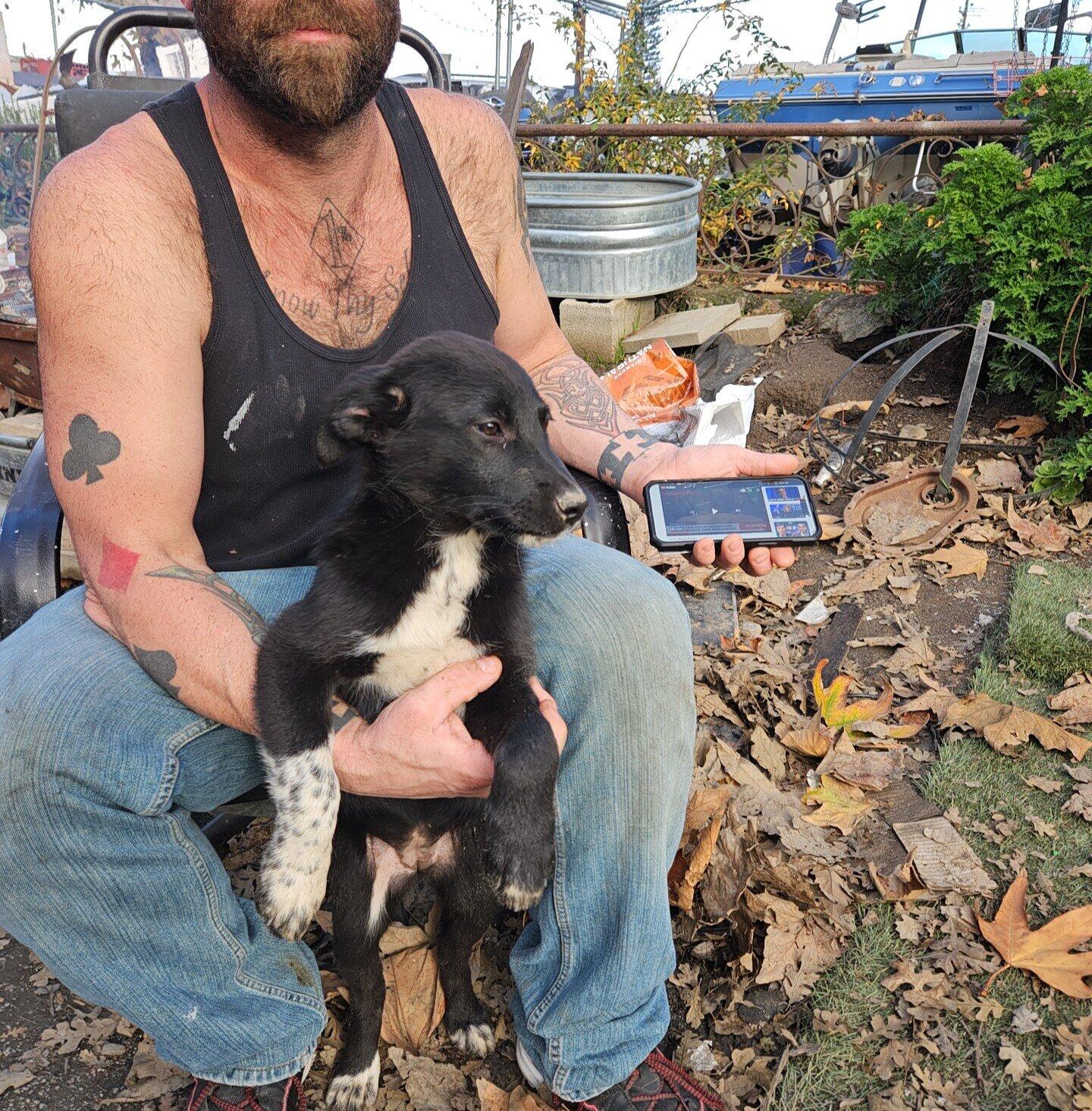 Border Collie Kelpie/Heeler Mix Puppies Need Forever Homes for Free