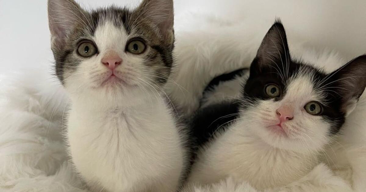 Kittens for Free in Puyallup, WA For Sale & Free — Nextdoor