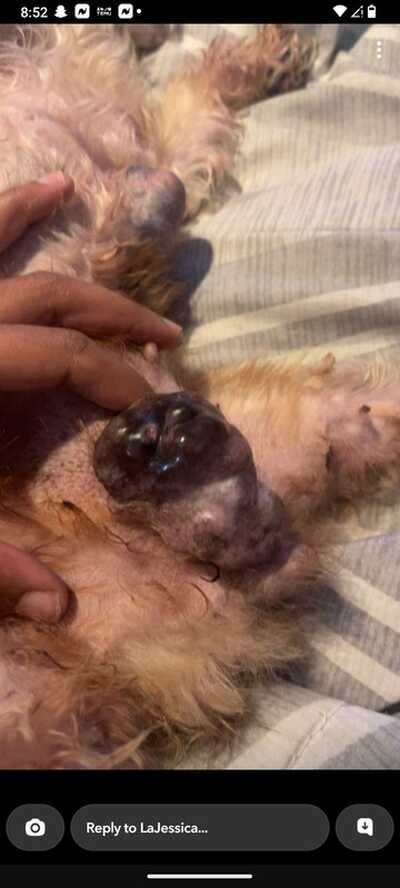 Upstate 2024 emergency vet