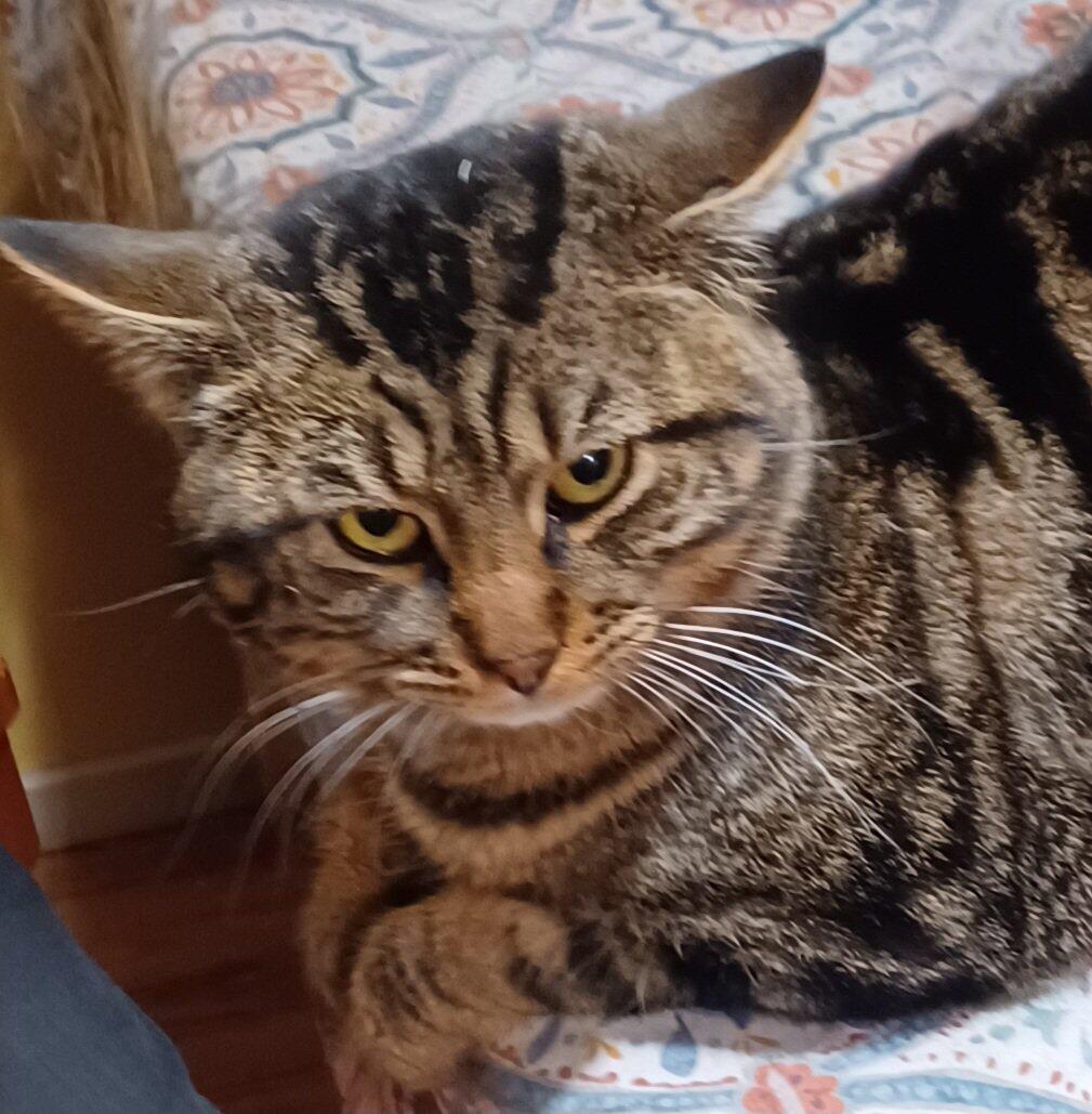 Solano-Napa Pet Emergency Clinic - Fairfield, CA - Nextdoor