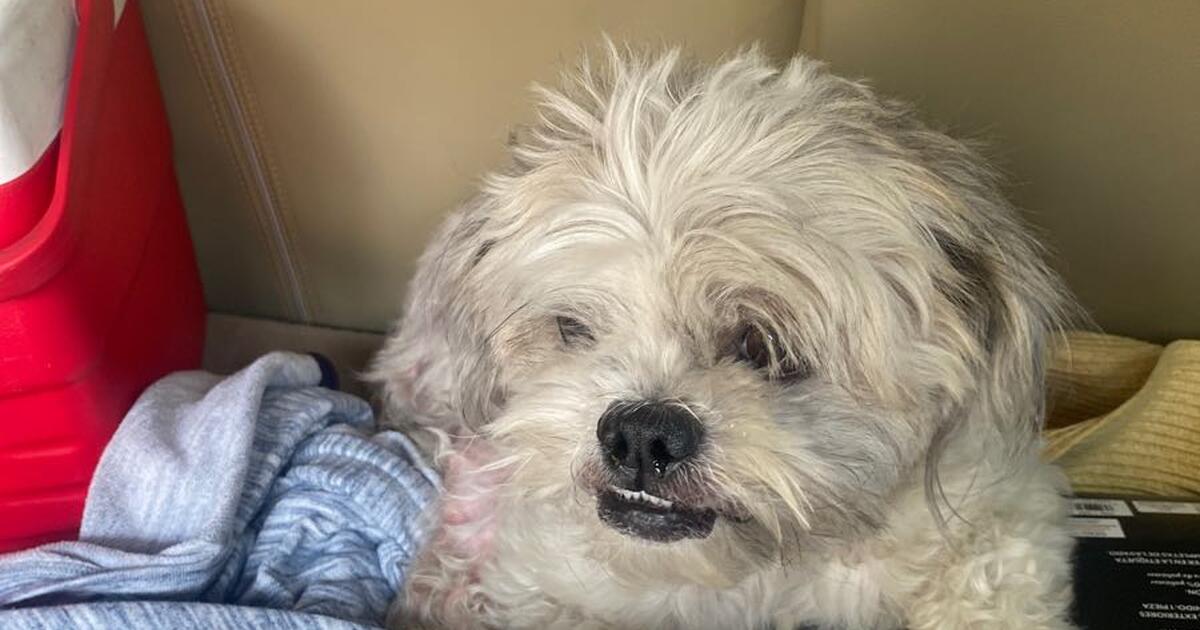 Dog for Free in Olympia, WA For Sale & Free — Nextdoor