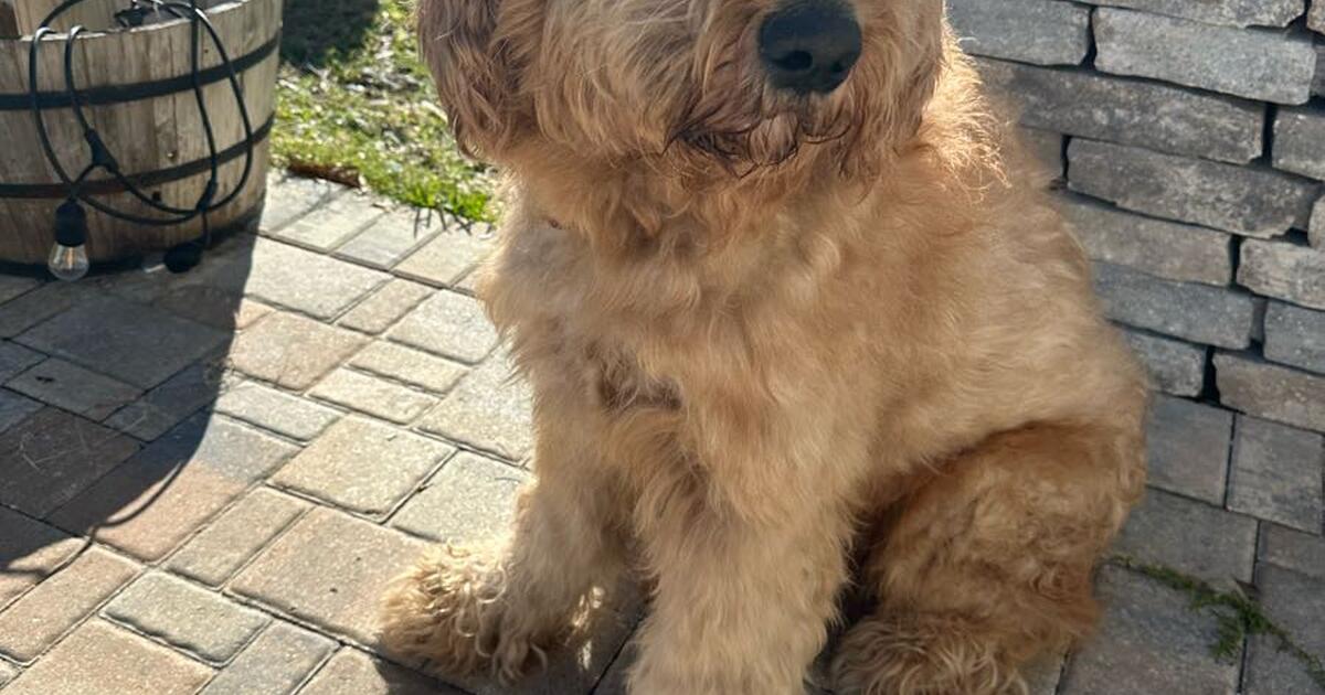 Goldendoodle F1 for 150 in Spring Hill, FL For Sale & Free — Nextdoor