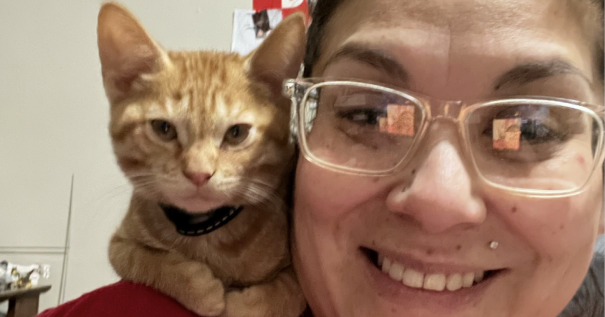 2 free kittens male/female and 1 free 1 yr old male cat for Free in Roanoke, VA For Sale