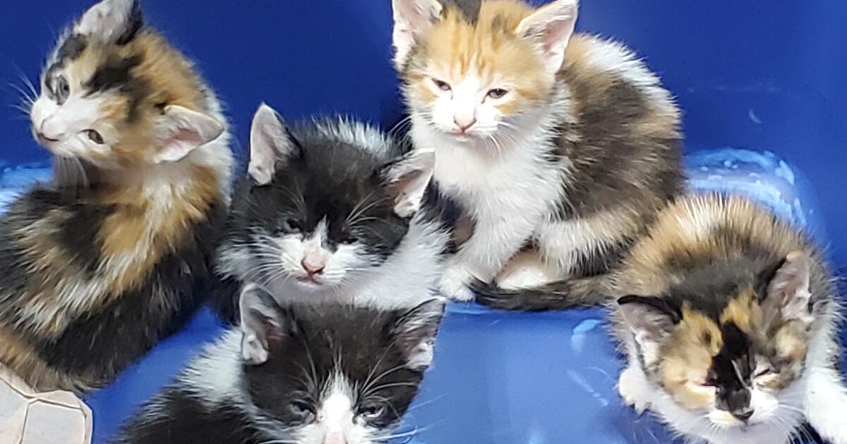 Free Kittens for Free in Fort Worth, TX For Sale & Free — Nextdoor