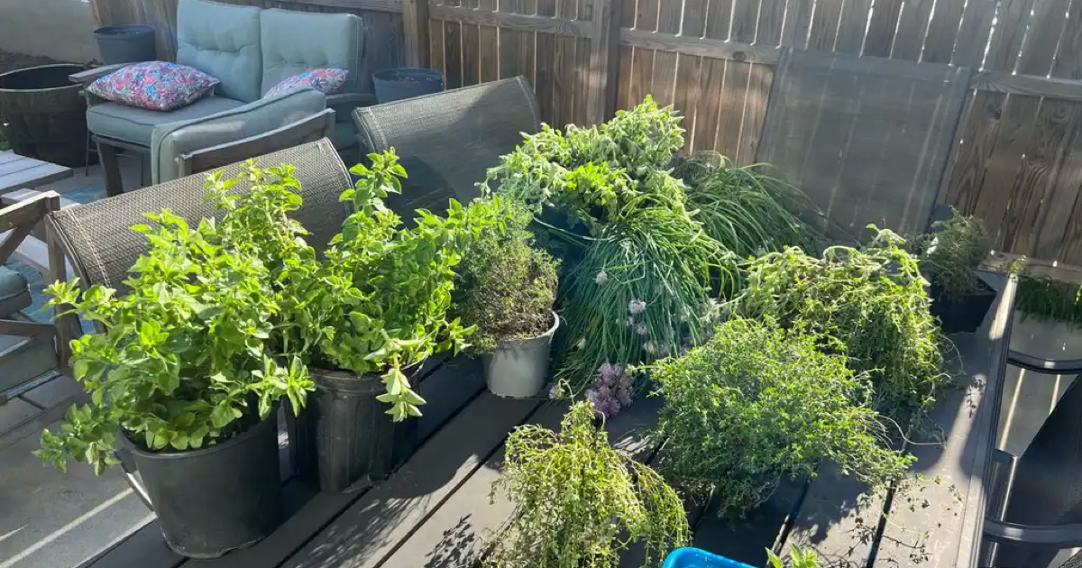 Fresh, organic herbs for planting. for Free in Louisville, KY Finds