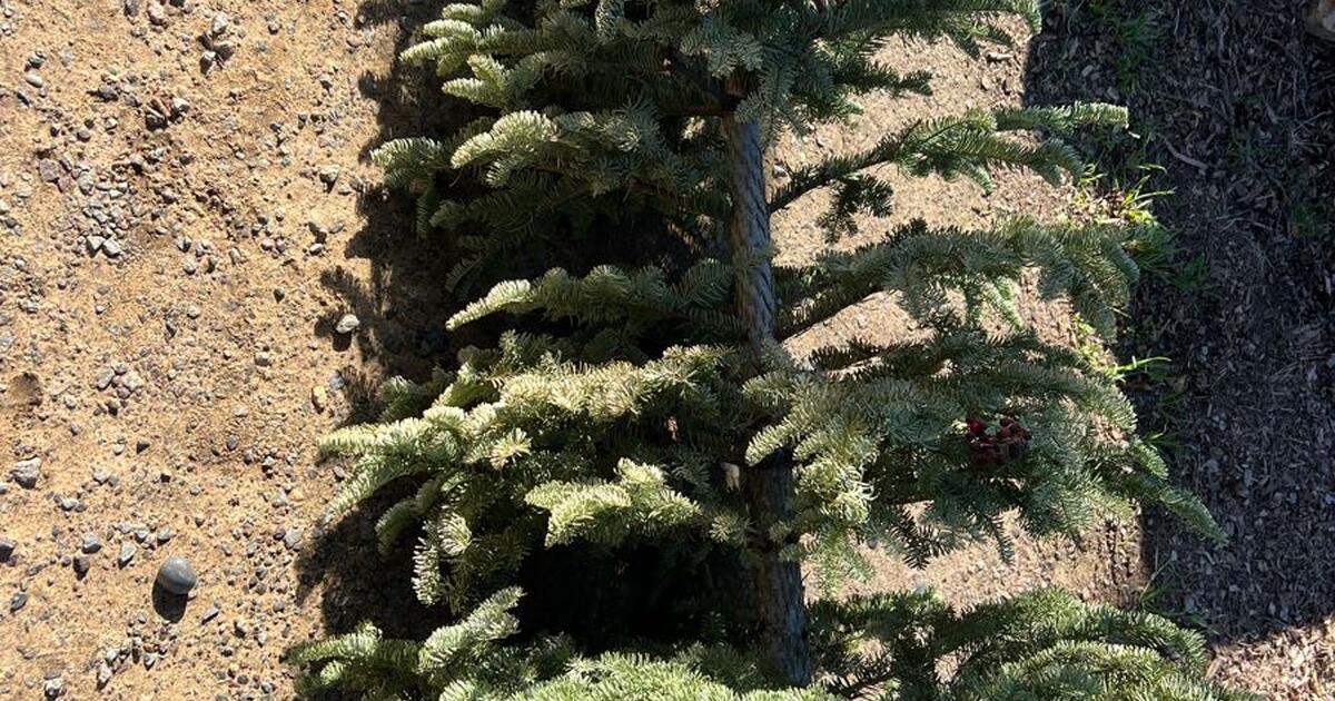 Lightly used Christmas Tree for 60 in Encinitas, CA For Sale & Free