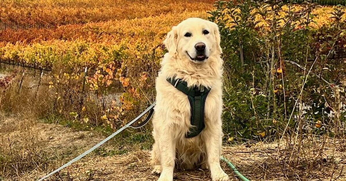 Wanted Free Patio furniture for Free in Gilroy, CA For Sale & Free