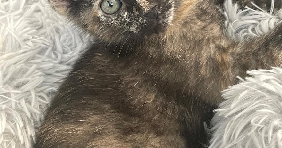 Rare Male Tortie Kitten for $65 in San Diego, CA | For Sale & Free