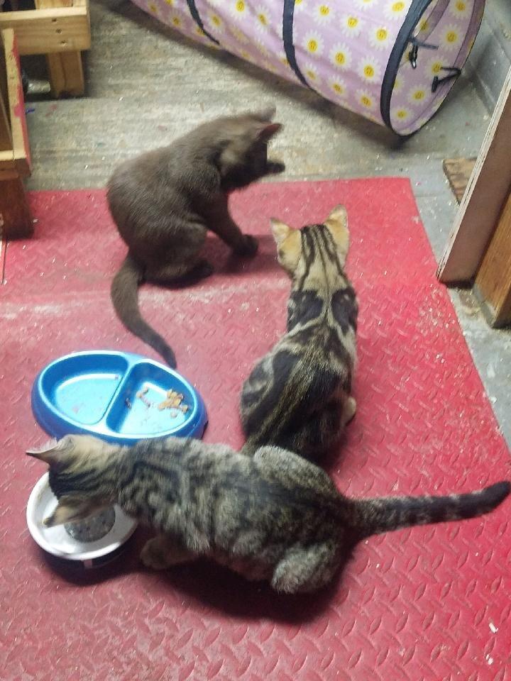 Kittens free to good home for Free in Panama City, FL For Sale & Free