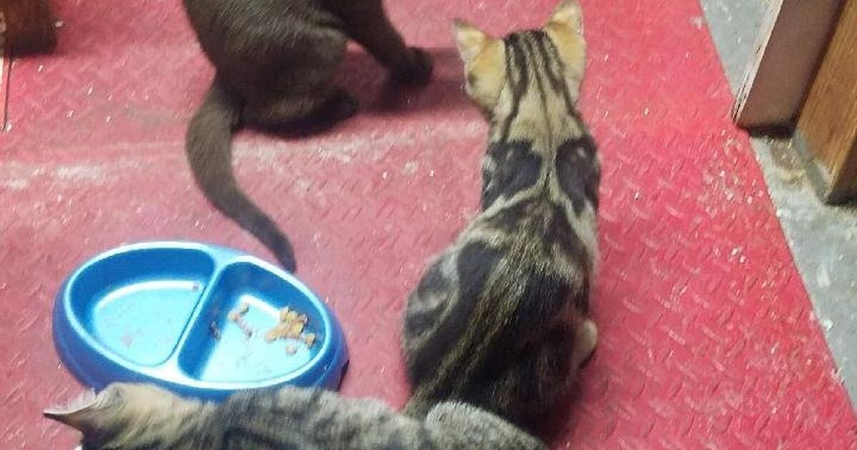 Kittens free to good home for Free in Panama City, FL For Sale & Free