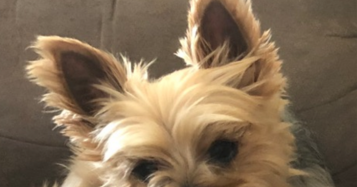 Missing Yorkie in Lexington, KY For Sale & Free — Nextdoor