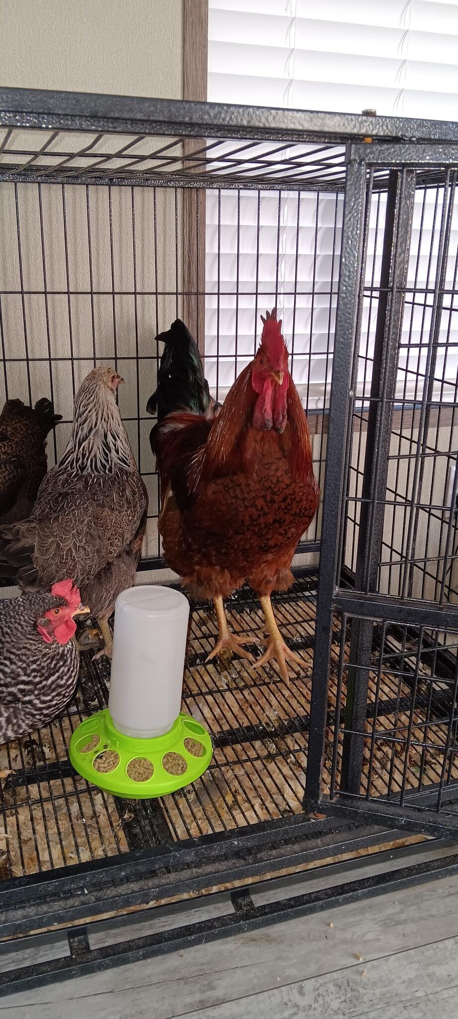 Chickens in Fort Worth, TX For Sale & Free — Nextdoor