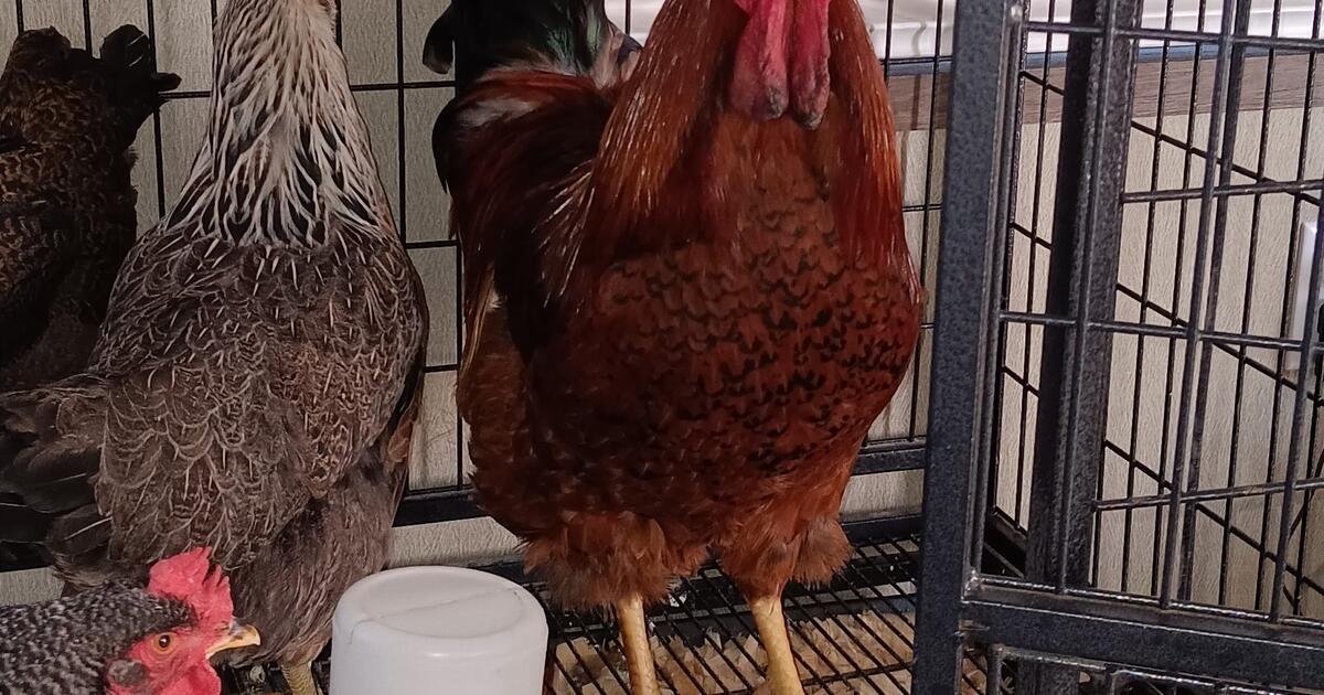 Chickens in Fort Worth, TX For Sale & Free — Nextdoor