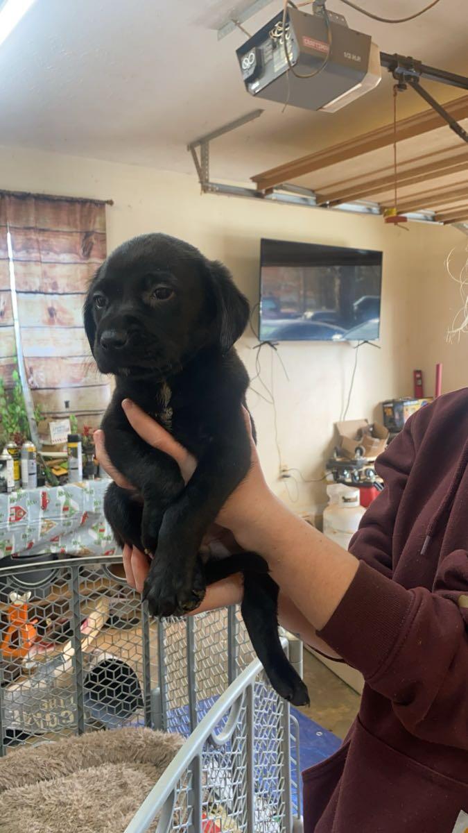Puppies For Sale Lenoir Nc