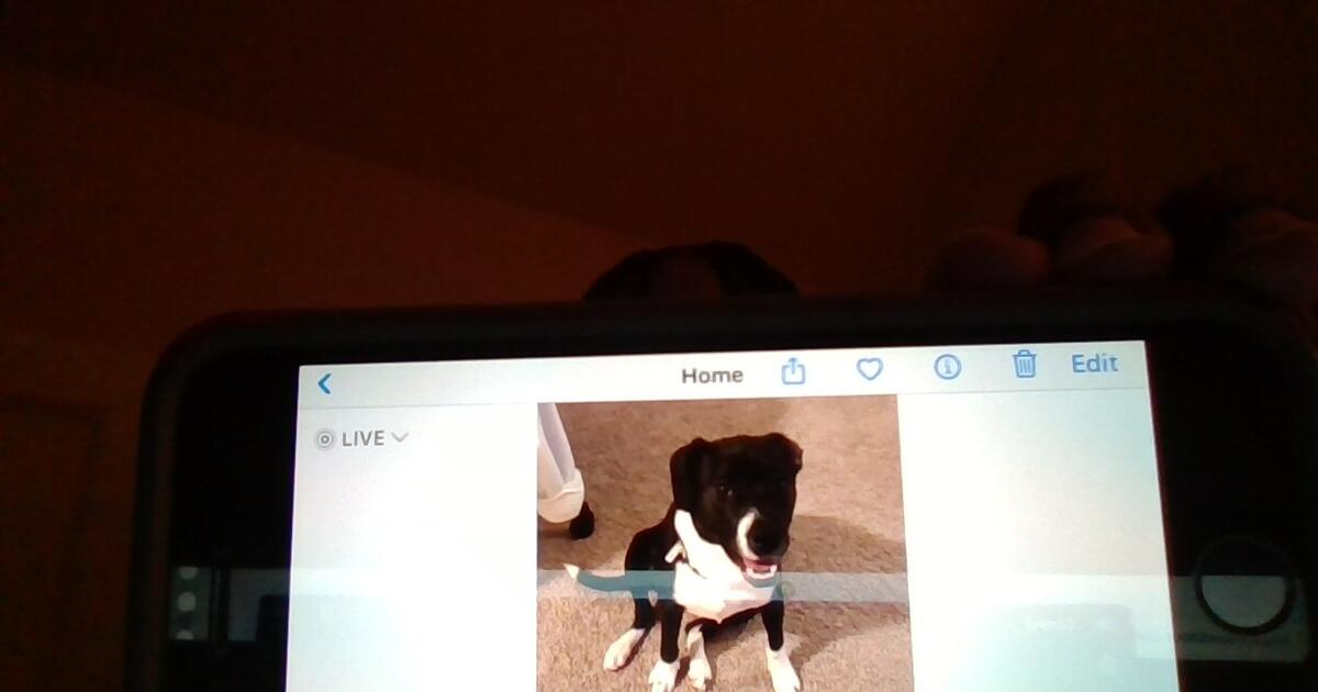 One Year Old Puppy for Free in Loganville, GA Finds — Nextdoor